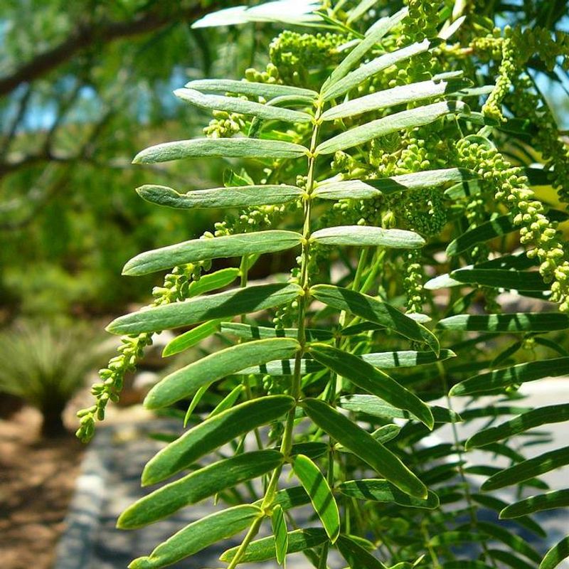 Honey Mesquite Carries Naturally Sweet Bean Pods
