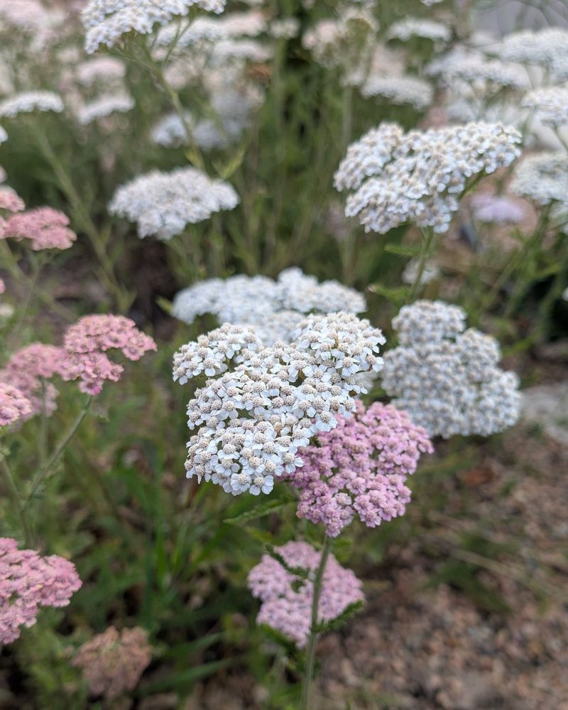 Yarrow Thrives In Poor Soil And Hot Dry Conditions