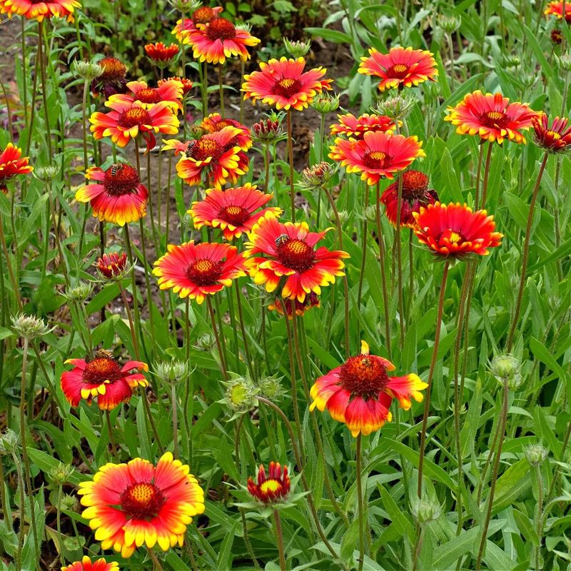 Gaillardia (Gaillardia Pulchella)