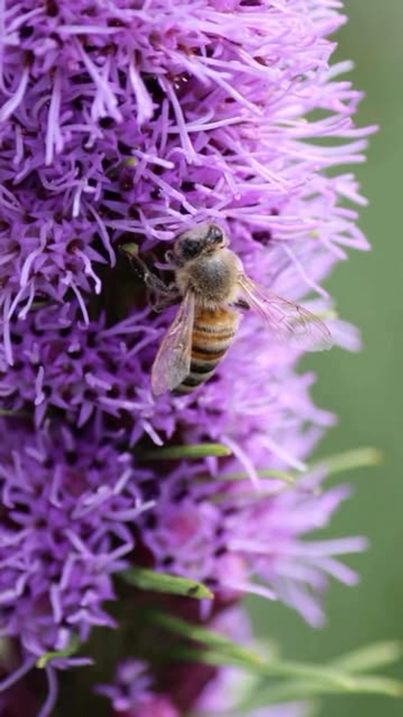 Excellent For Pollinators
