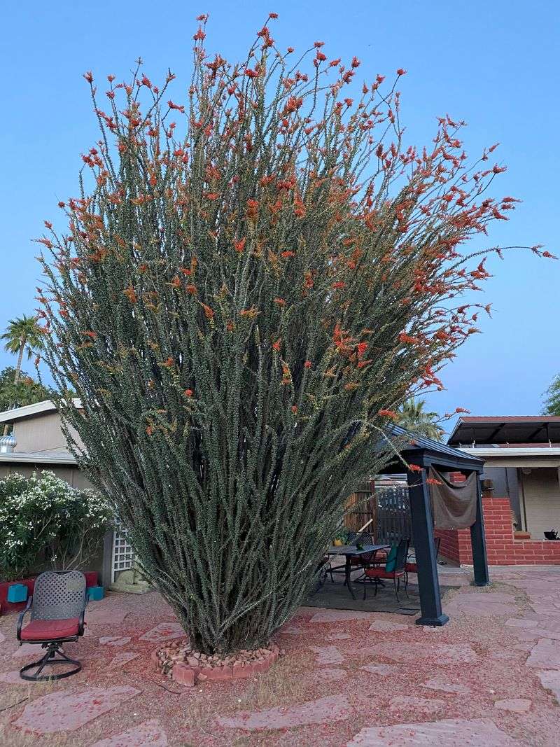 Fast Draining Soil To Prevent Root Stress