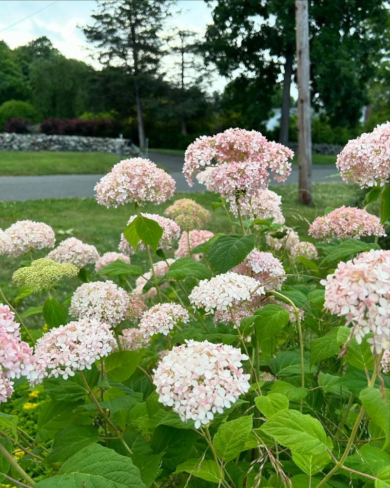 Adaptable To Ohio's Sun And Shade