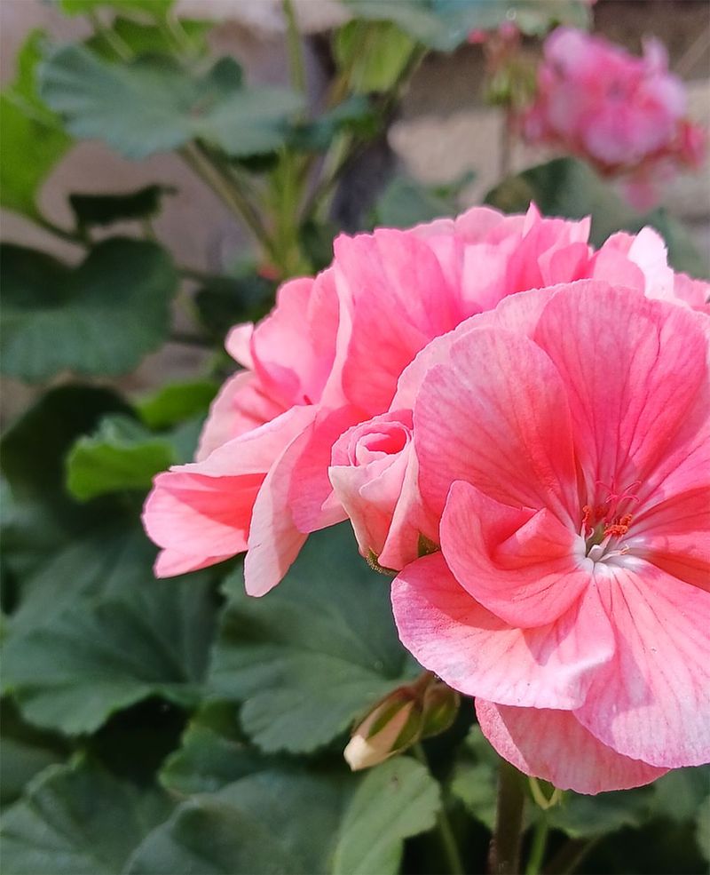 Impressive Drought Tolerance