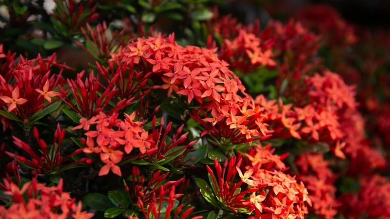 Ixora Looks Compact Until It Doesn't