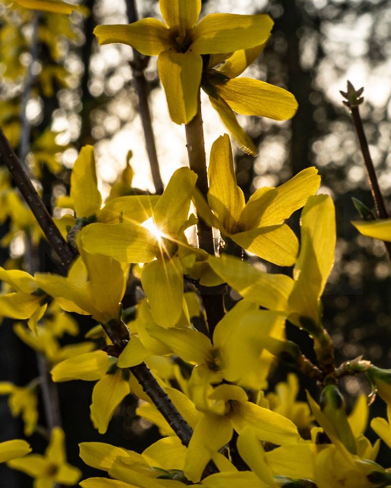 Forsythia Lights Up Shrubs With Bright Yellow Flowers