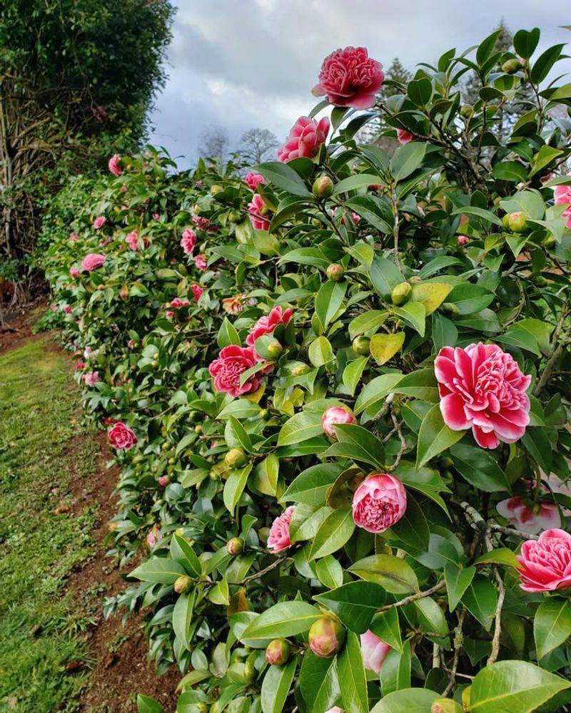 Camellia Adds Height With Evergreen Cover