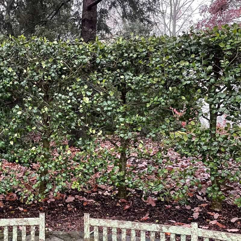 American Holly Forms A Strong Long Lasting Privacy Hedge