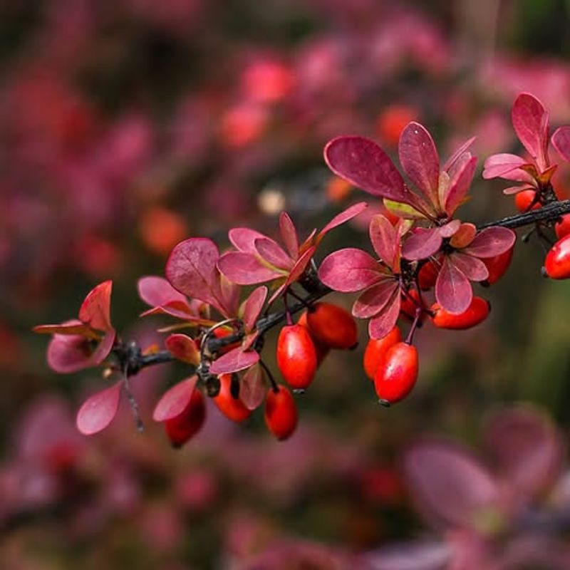 Barberry (Berberis spp.)