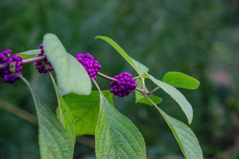 American Beautyberry