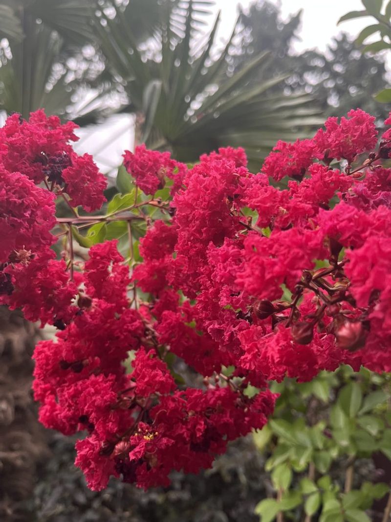 Cheyenne Offers Bright Red Blooms With Strong Disease Resistance