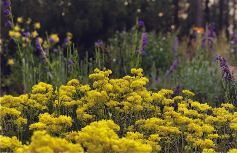 Changing Colors And Blooms Make Each Visit Look Different