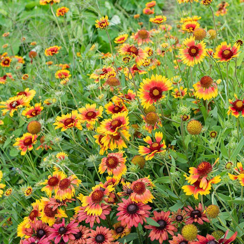 Blanket Flower (Gaillardia pulchella)