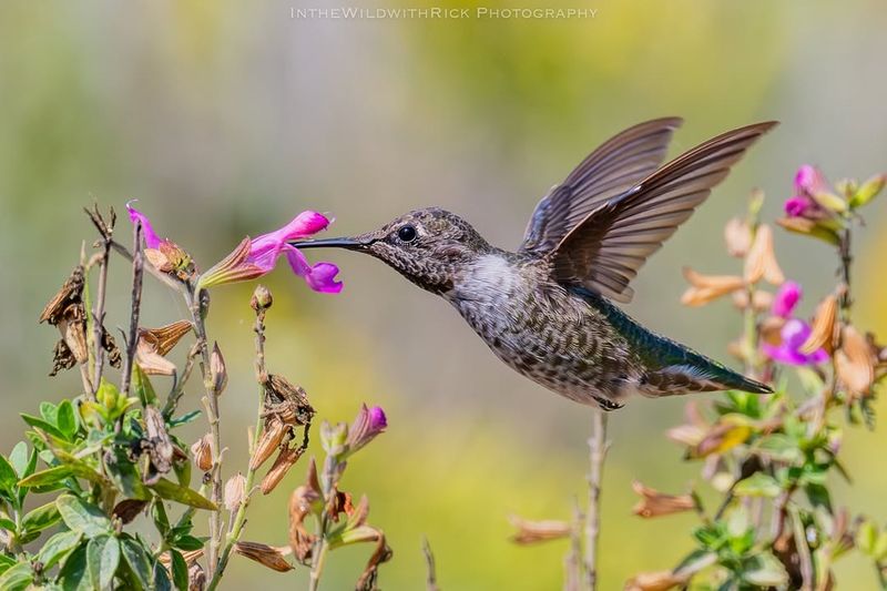 Salvia Draws Hummingbirds And Bees