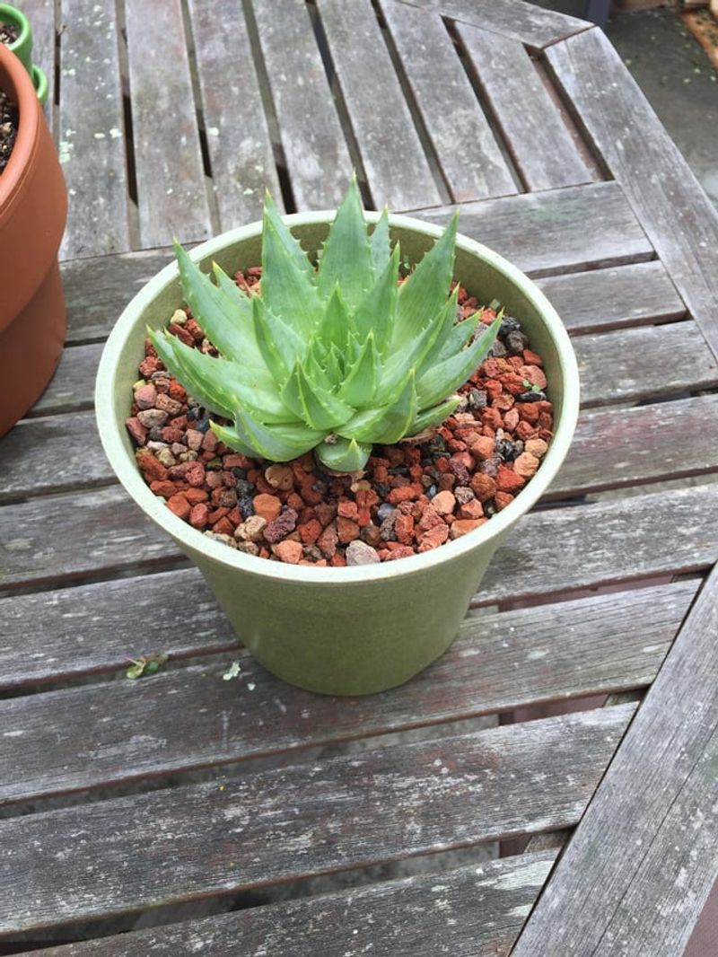 Aloe Vera Stores Water And Tolerates Dry Air