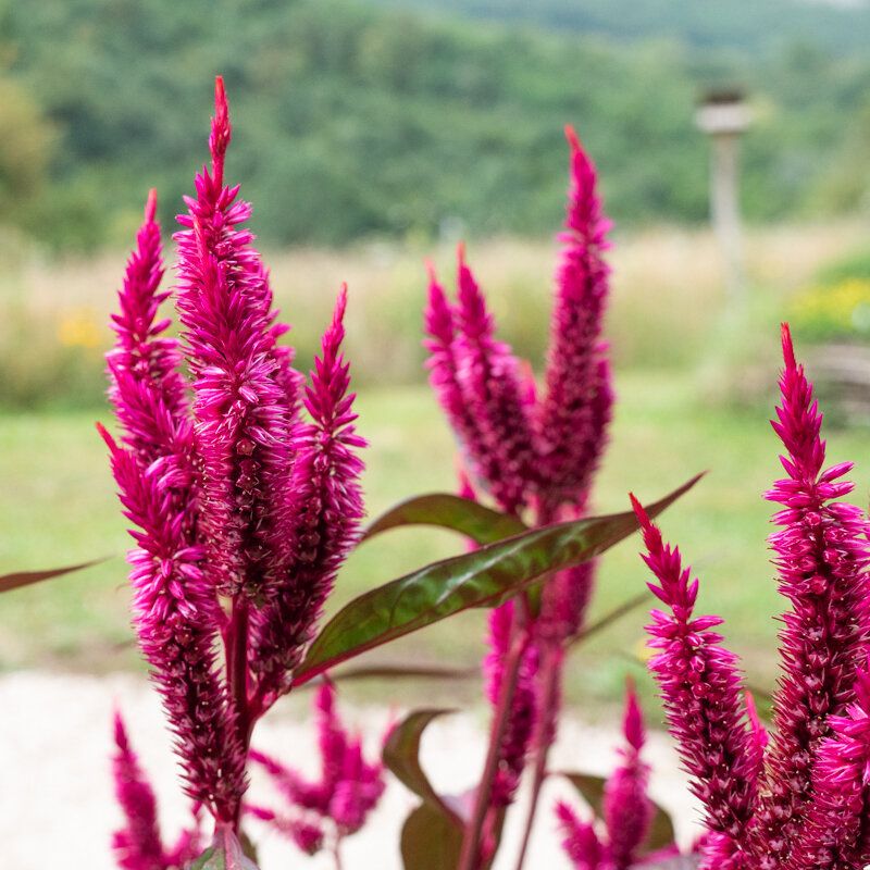 Celosia Turns Heads With Bold Texture And Vivid Color