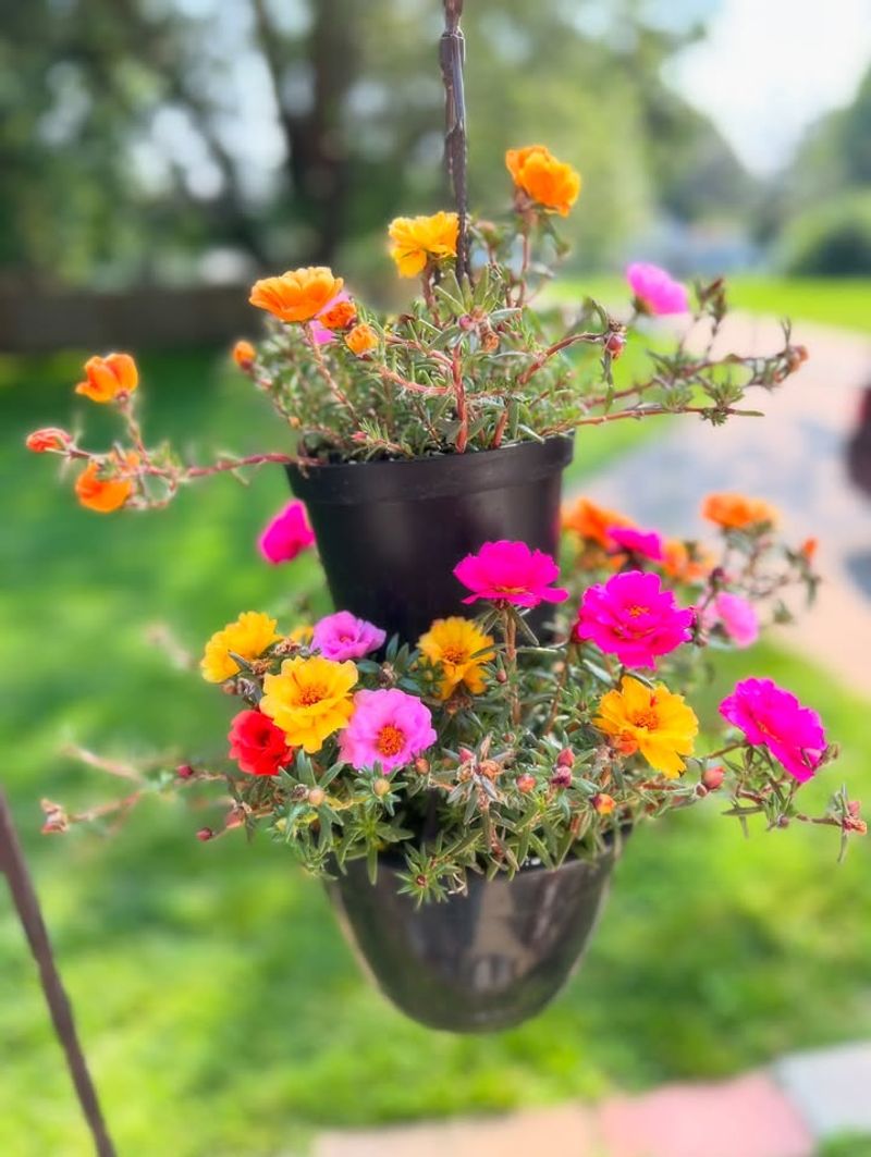 Portulaca Thrives And Spreads Color Across Any Container
