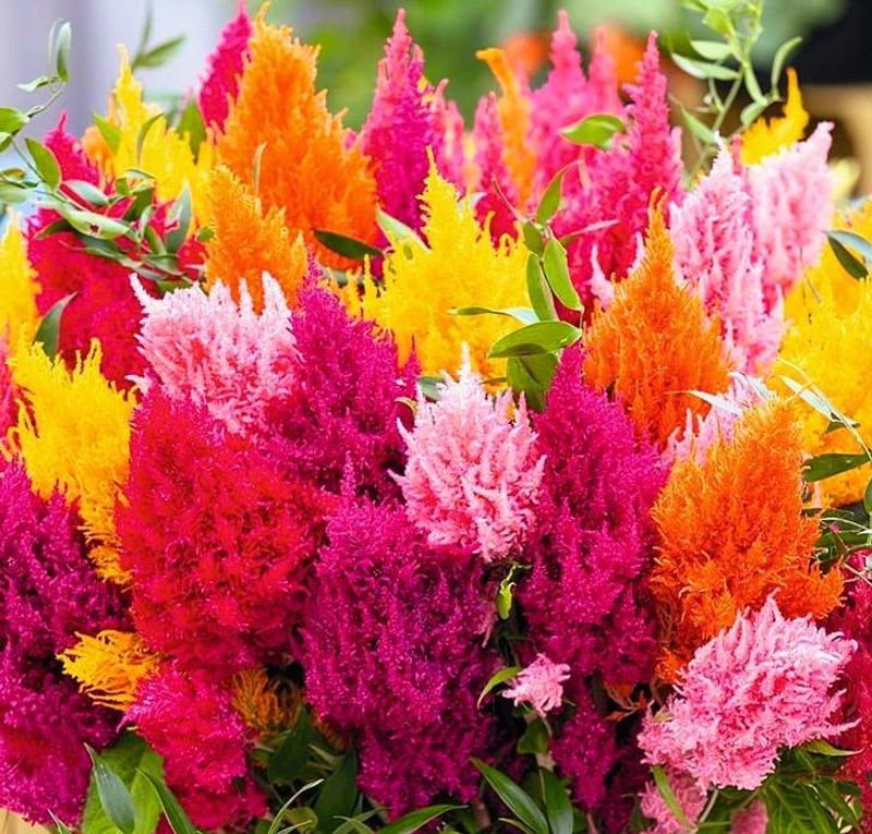 Celosia Prefers Hotter Late Spring Temperatures