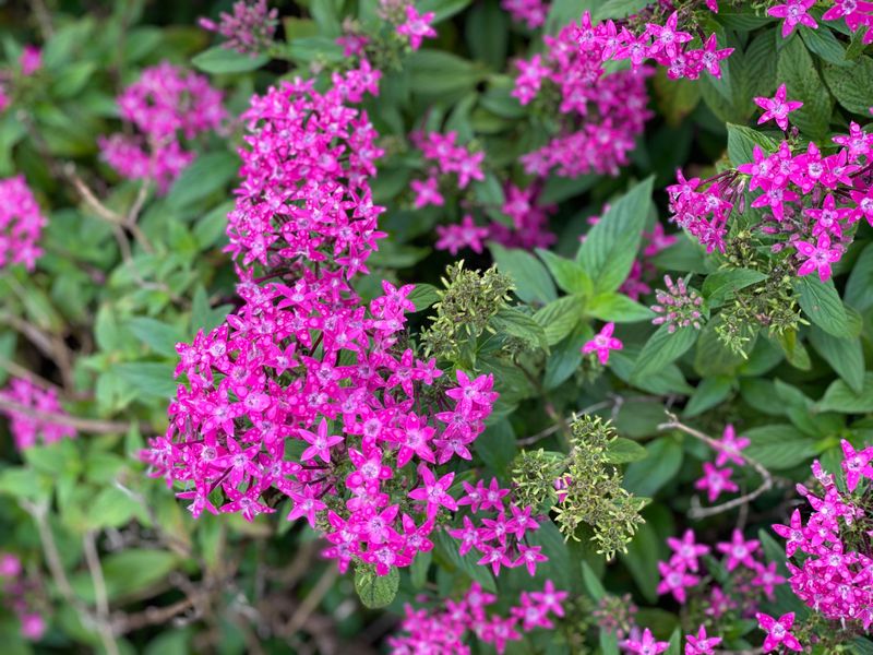 Pentas Attract Butterflies With Clusters Of Star-Shaped Flowers