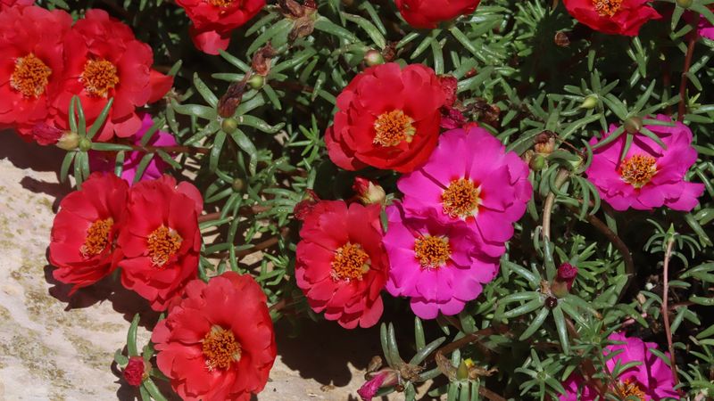Portulaca