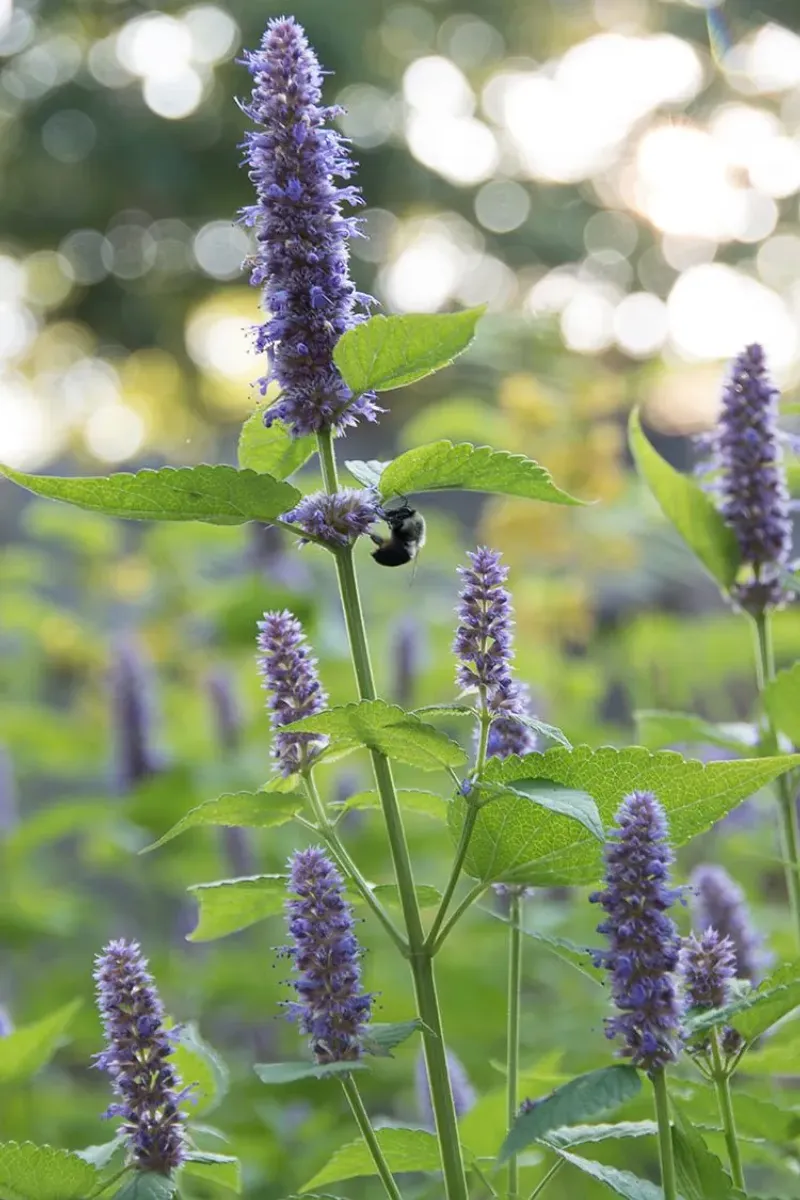 Blue Giant Hyssop Waving In The Breeze