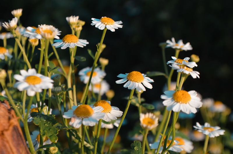 Chamomile With Tea Ready Flowers