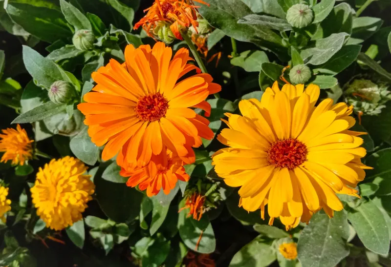Calendula (Pot Marigold)