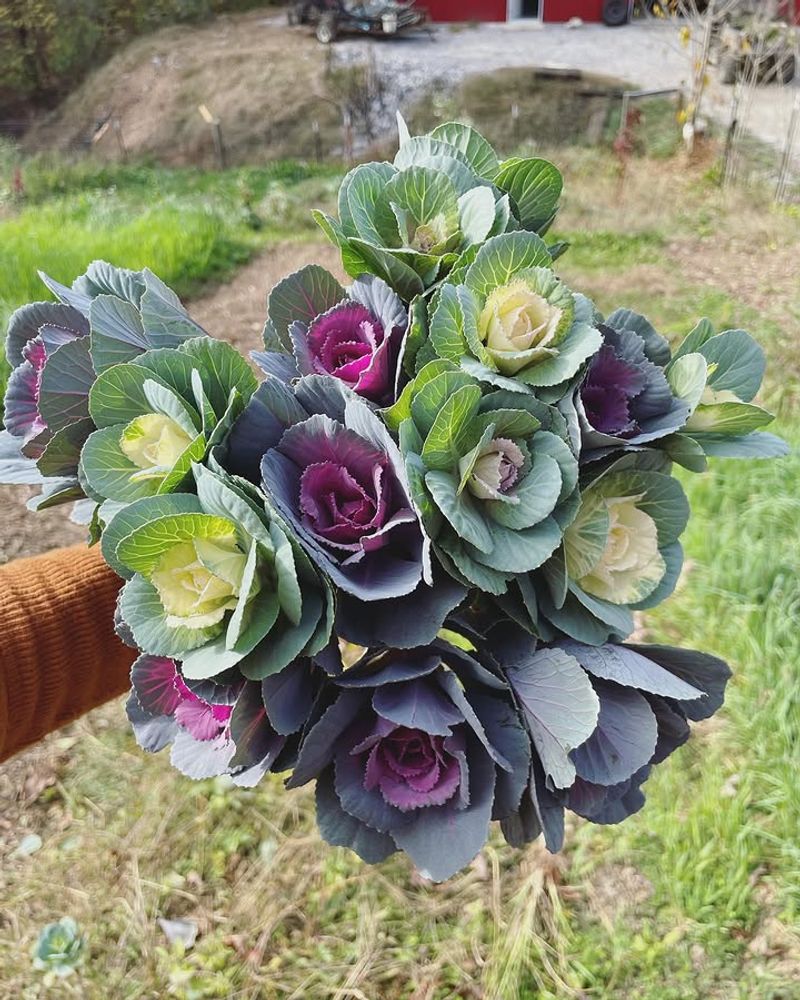 Ornamental Kale