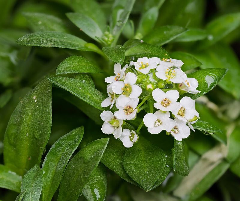 Sweet Alyssum Handles Cool Weather Well