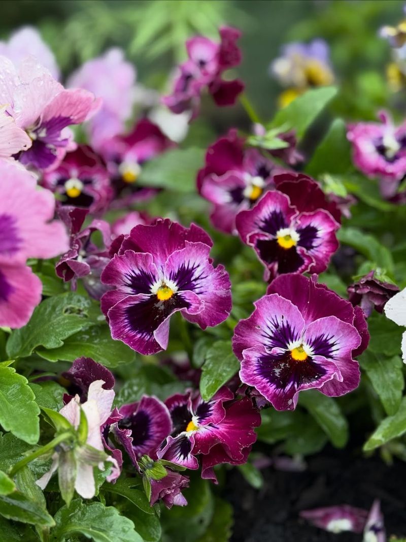 Pansies Bursting With Cheerful Color