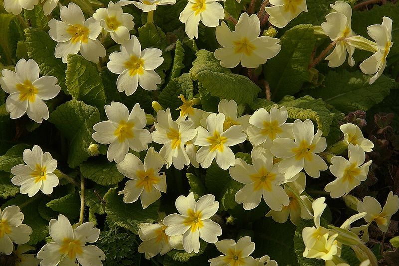 Primroses Light Up Shady Spring Spaces