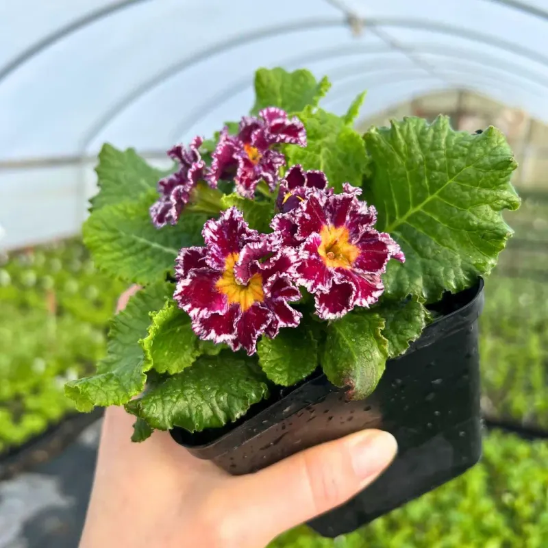 Primroses Are Sought-After For Bold Early Flowers