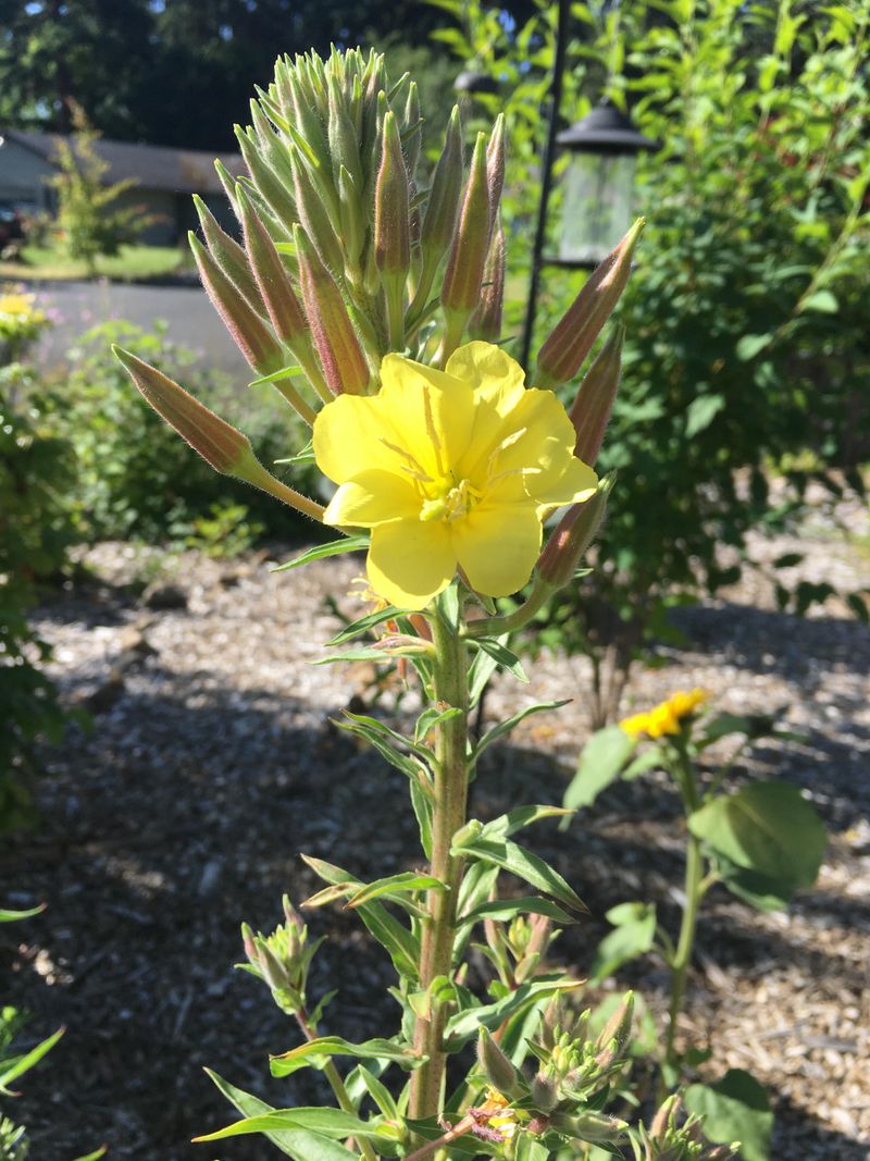 Evening Primroses Thrive In Oregon’s In-Between Spring Conditions
