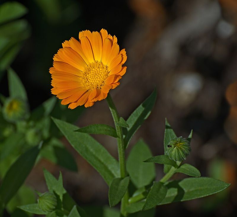 Calendula Produces Cheerful Yellow And Orange Blooms