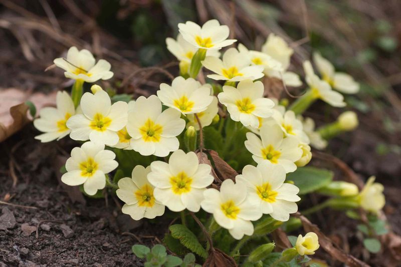 Primrose (Primula Spp.)