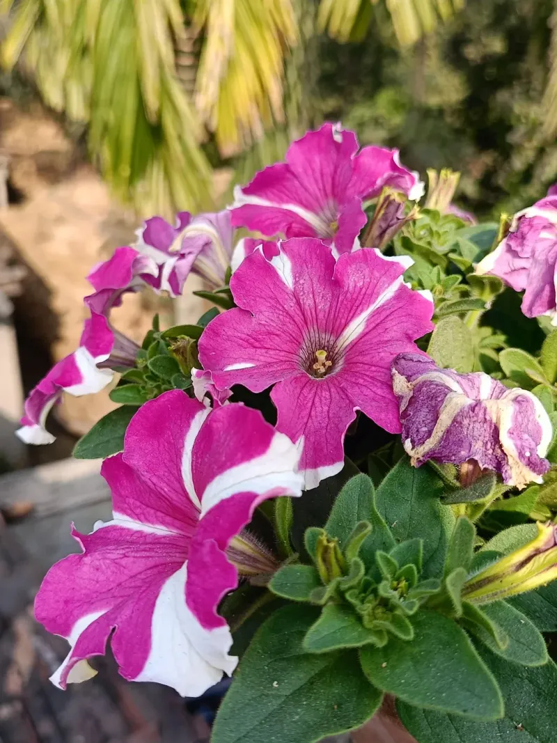 Petunias