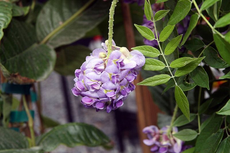 American Wisteria Gives A Softer Native Look