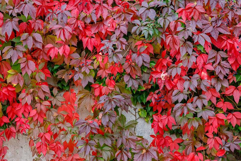 Virginia Creeper 