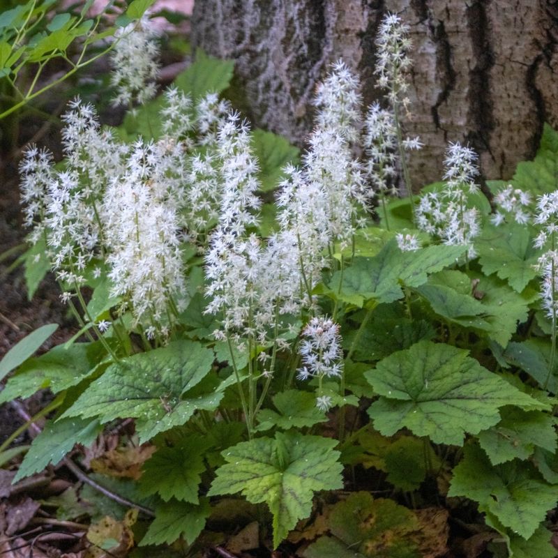 Foamflower Brightens Woodland Beds With Ease