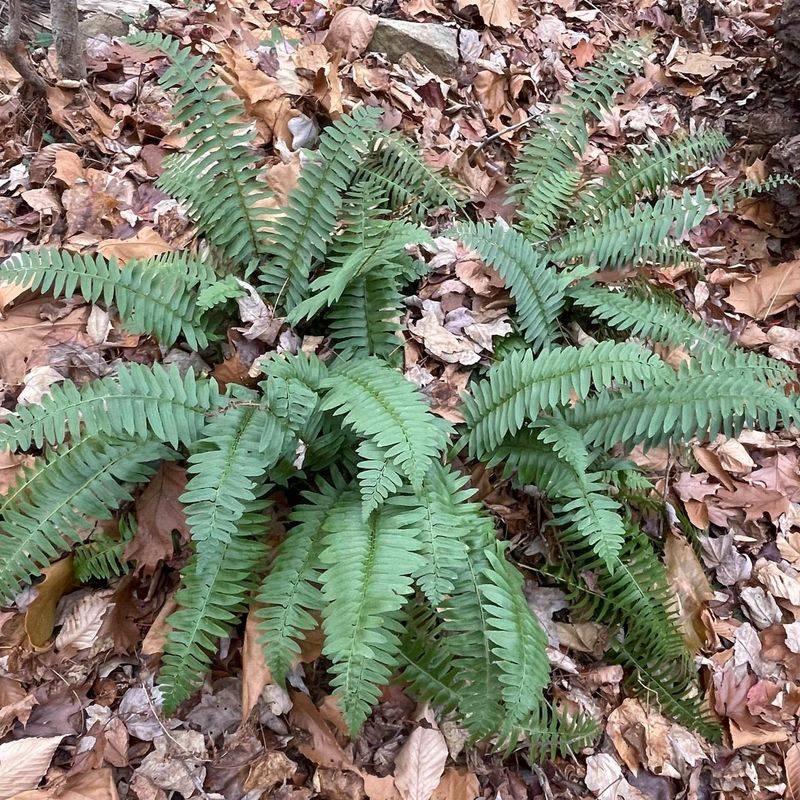 Christmas Fern Provides Evergreen Shade Texture