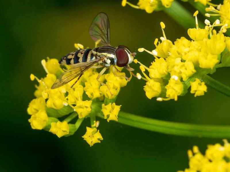 Golden Alexanders Attract A Wide Range Of Early Insects