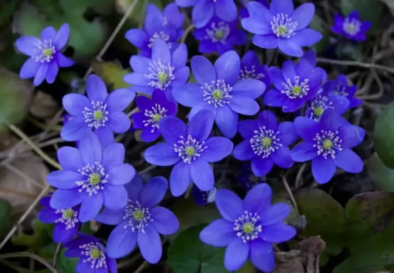 Hepatica