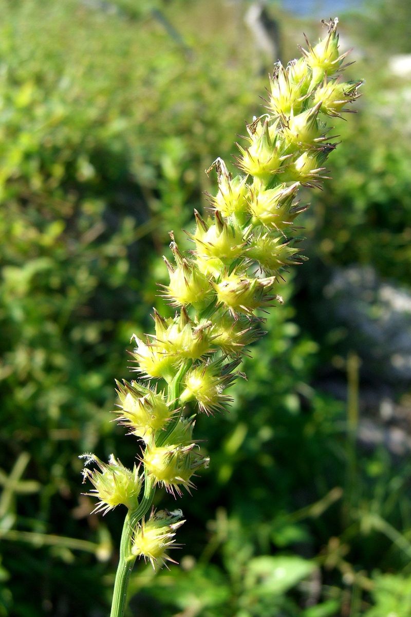 Sandspur Drops Painful Spiny Burrs In Dry Turf