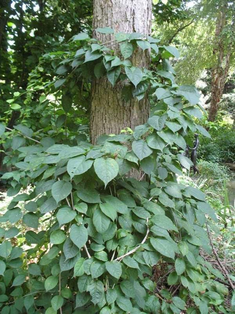 American Bittersweet