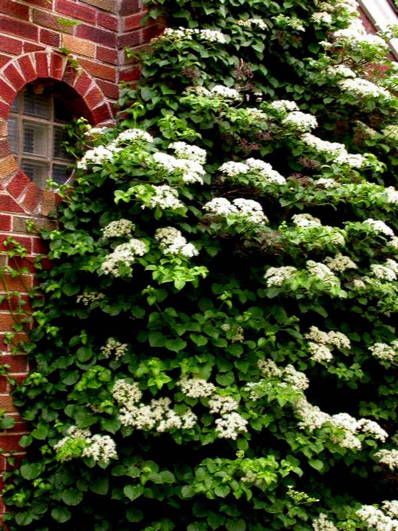 Climbing Hydrangea 