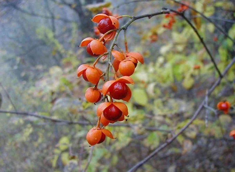 American Bittersweet 