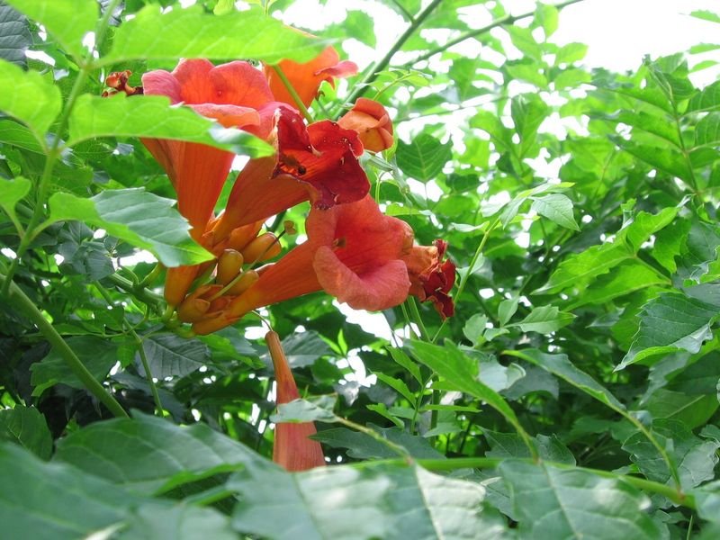 Trumpet Creeper Draws Hummingbirds With Bold Orange Flowers