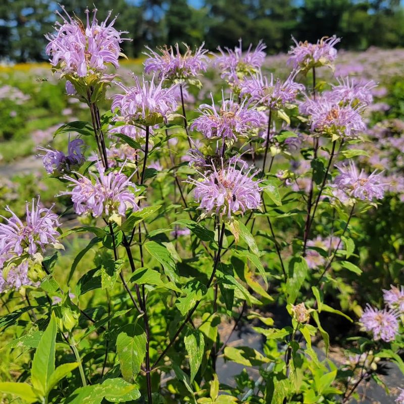 Wild Bergamot (Monarda Fistulosa)