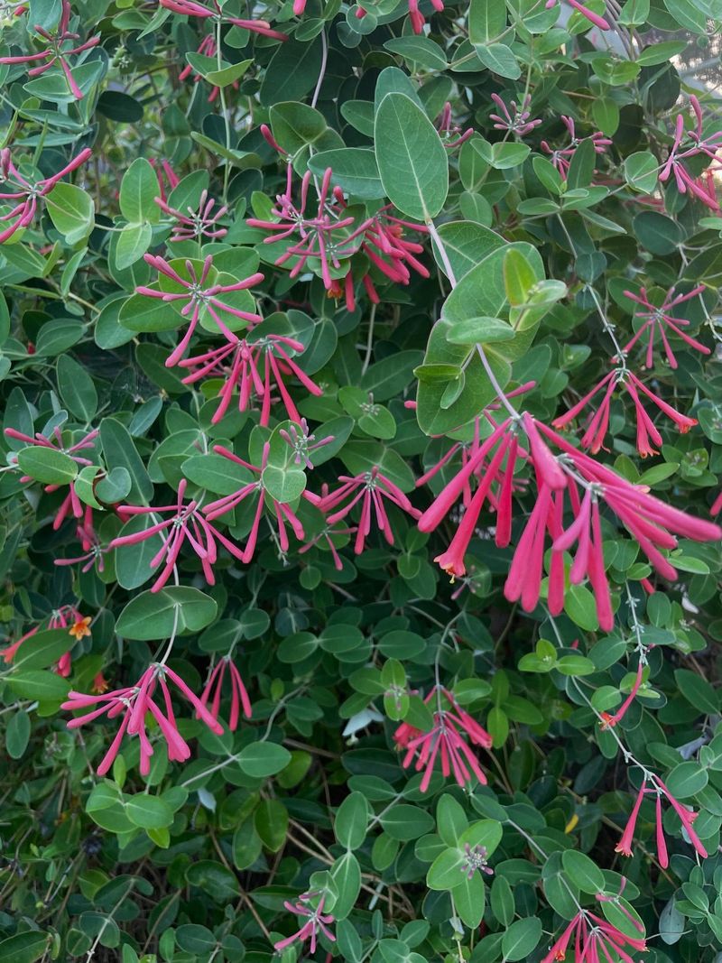 Honeysuckle (Lonicera)
