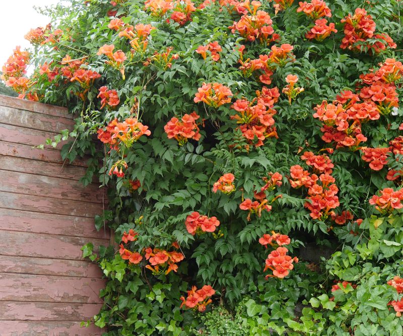 Trumpet Vine (Campsis Radicans)