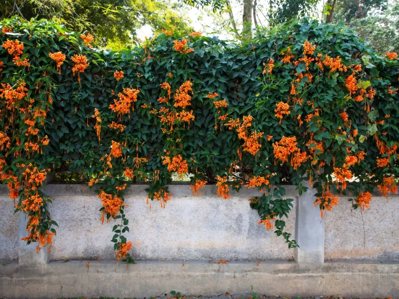 Trumpet Vine (Campsis Radicans)